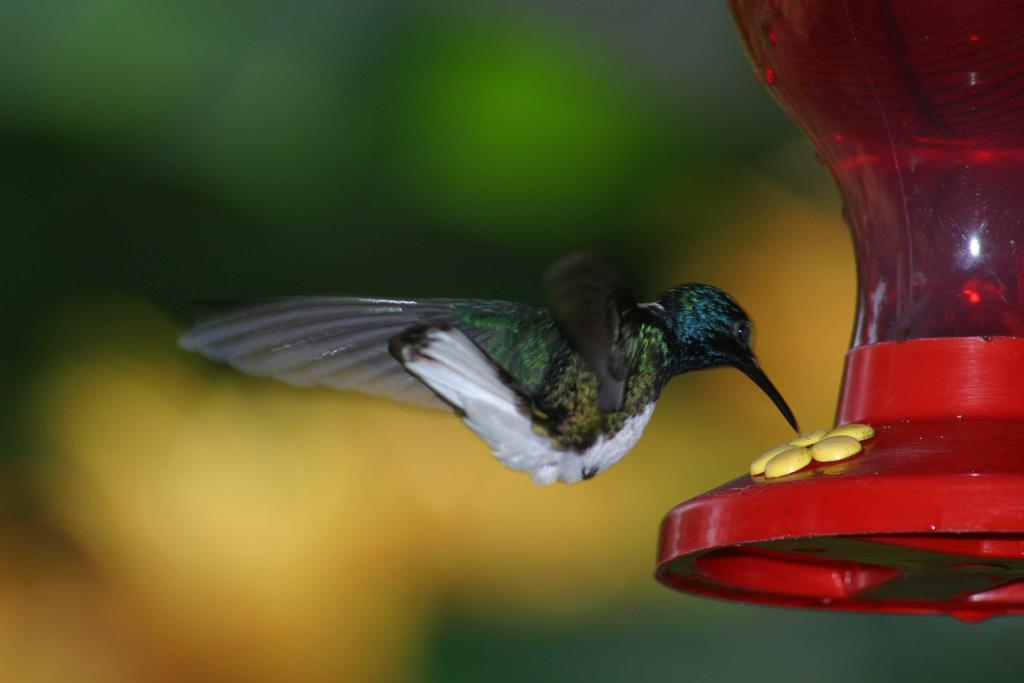 Appartamento Oasi Cahuita Esterno foto