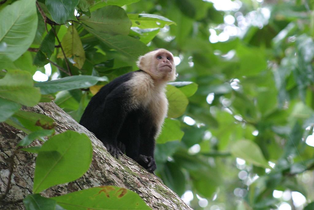 Appartamento Oasi Cahuita Esterno foto