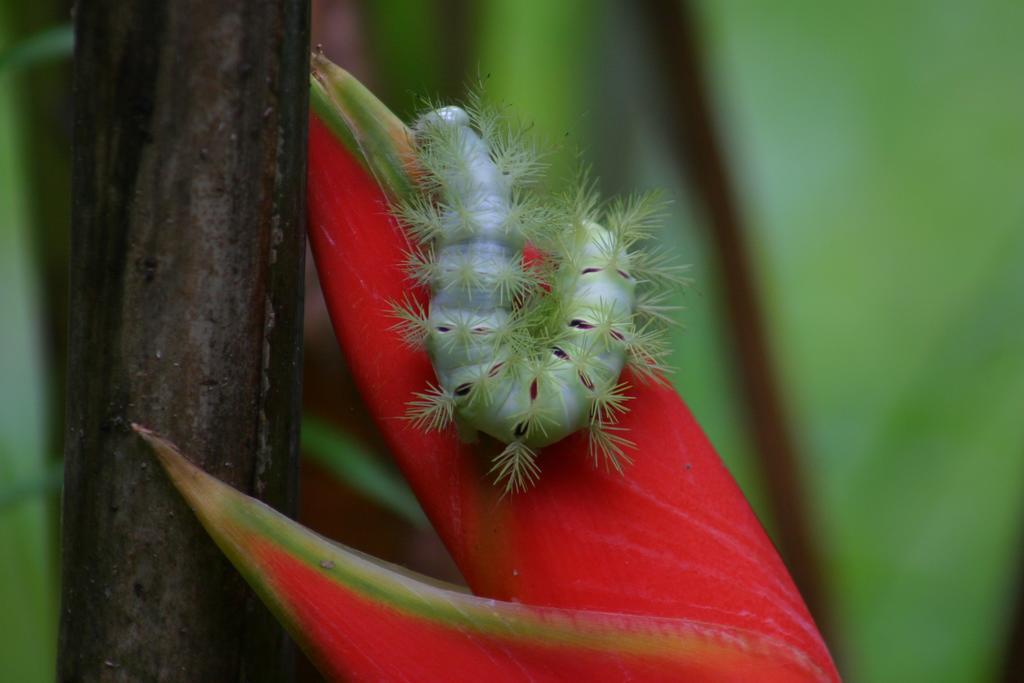 Appartamento Oasi Cahuita Esterno foto