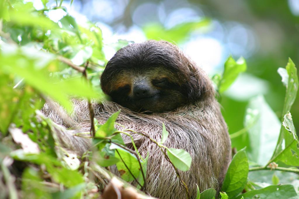 Appartamento Oasi Cahuita Esterno foto